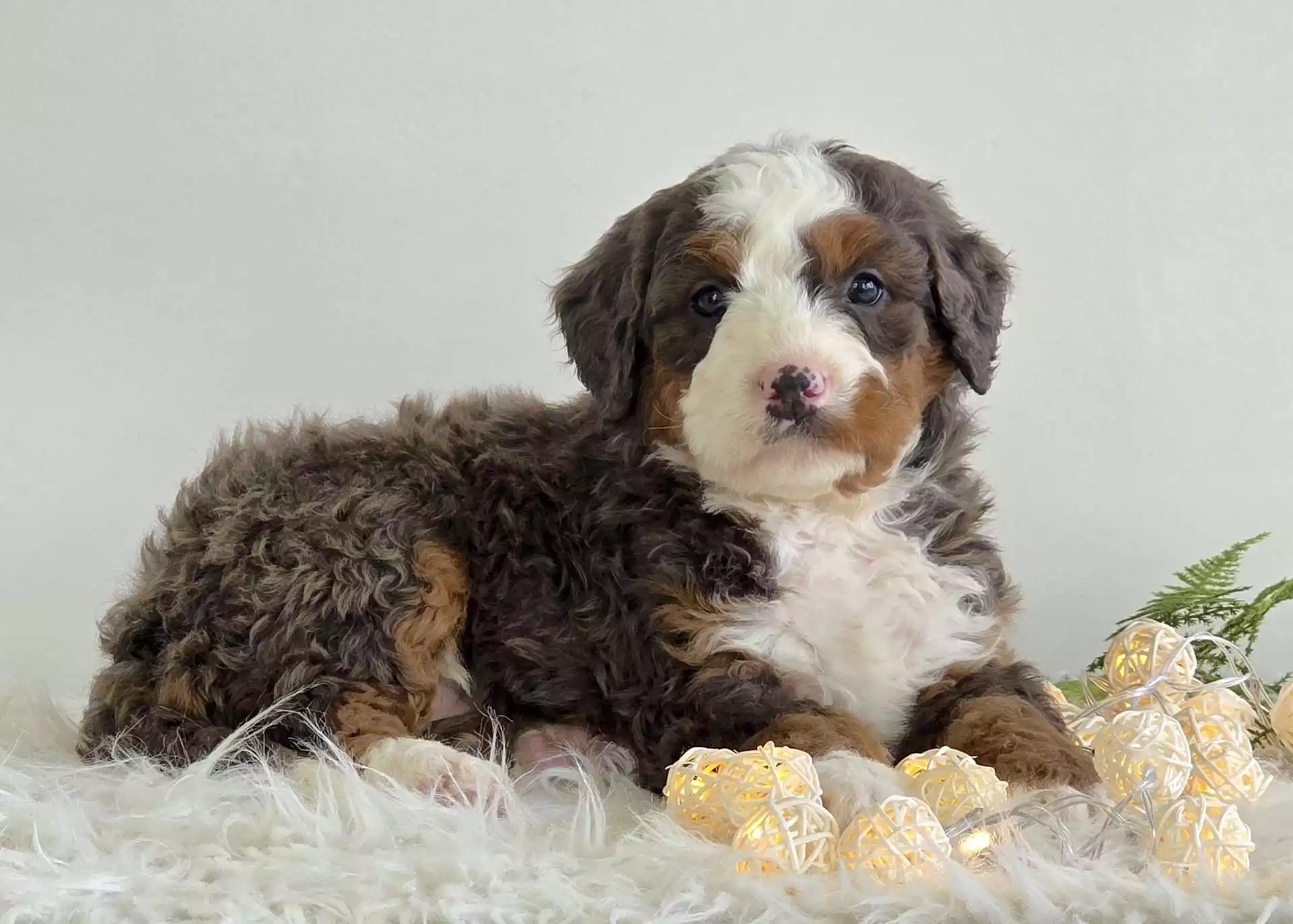Cachorro Bernedoodle listo para un hogar