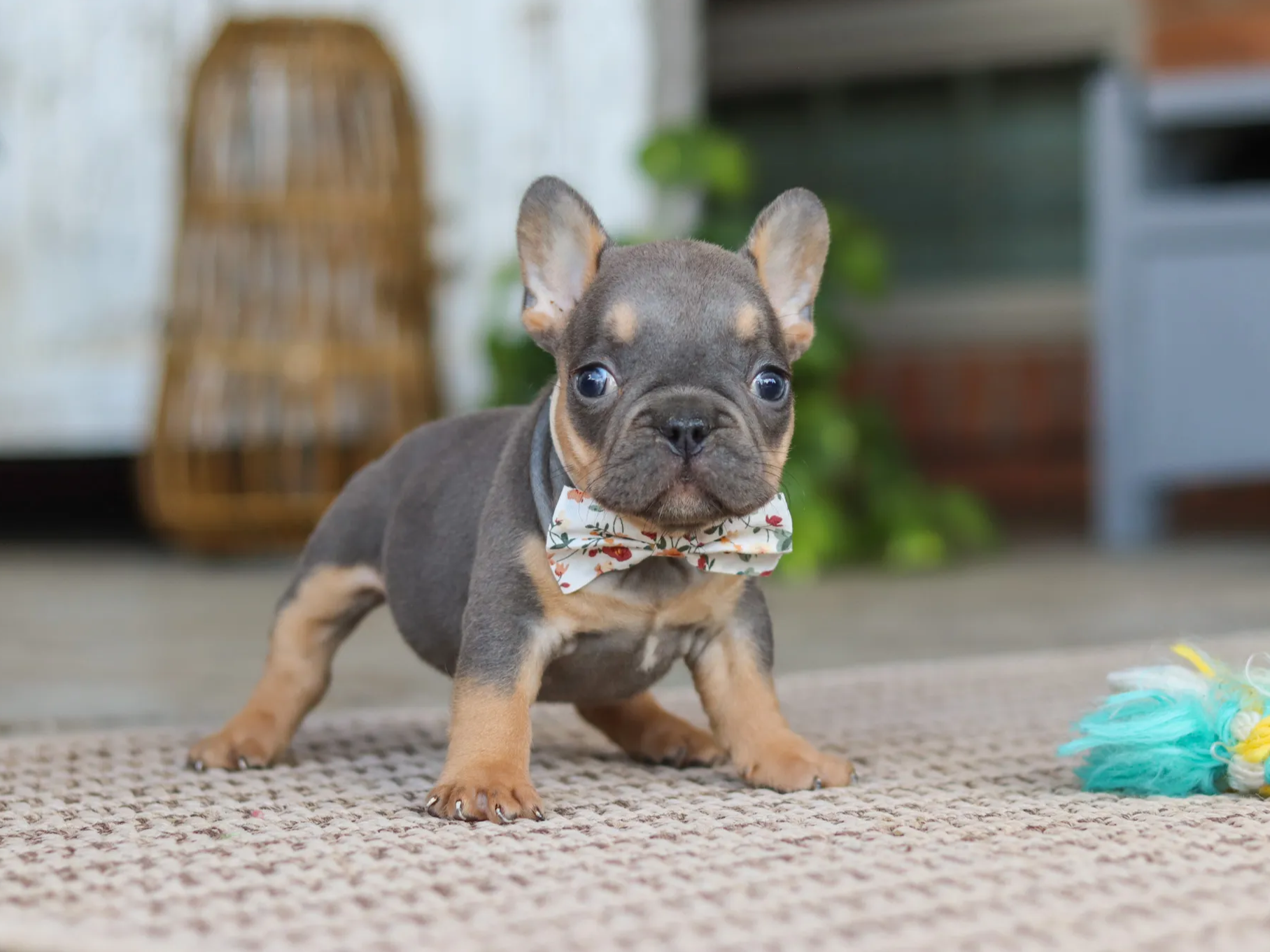 Cachorro Bulldog Francés Heidi