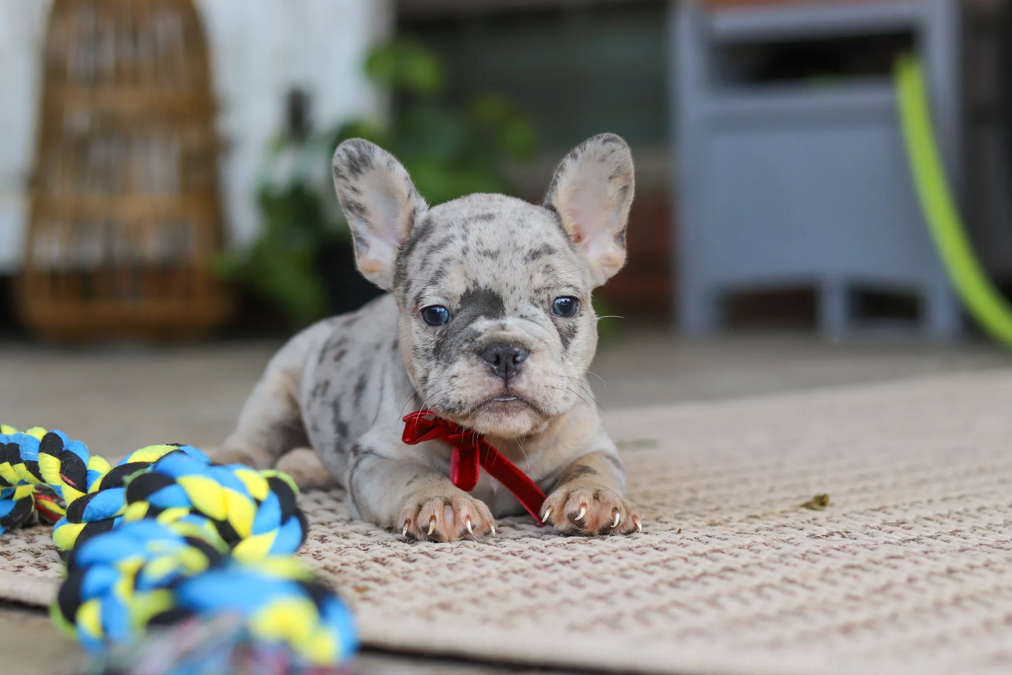 Leo