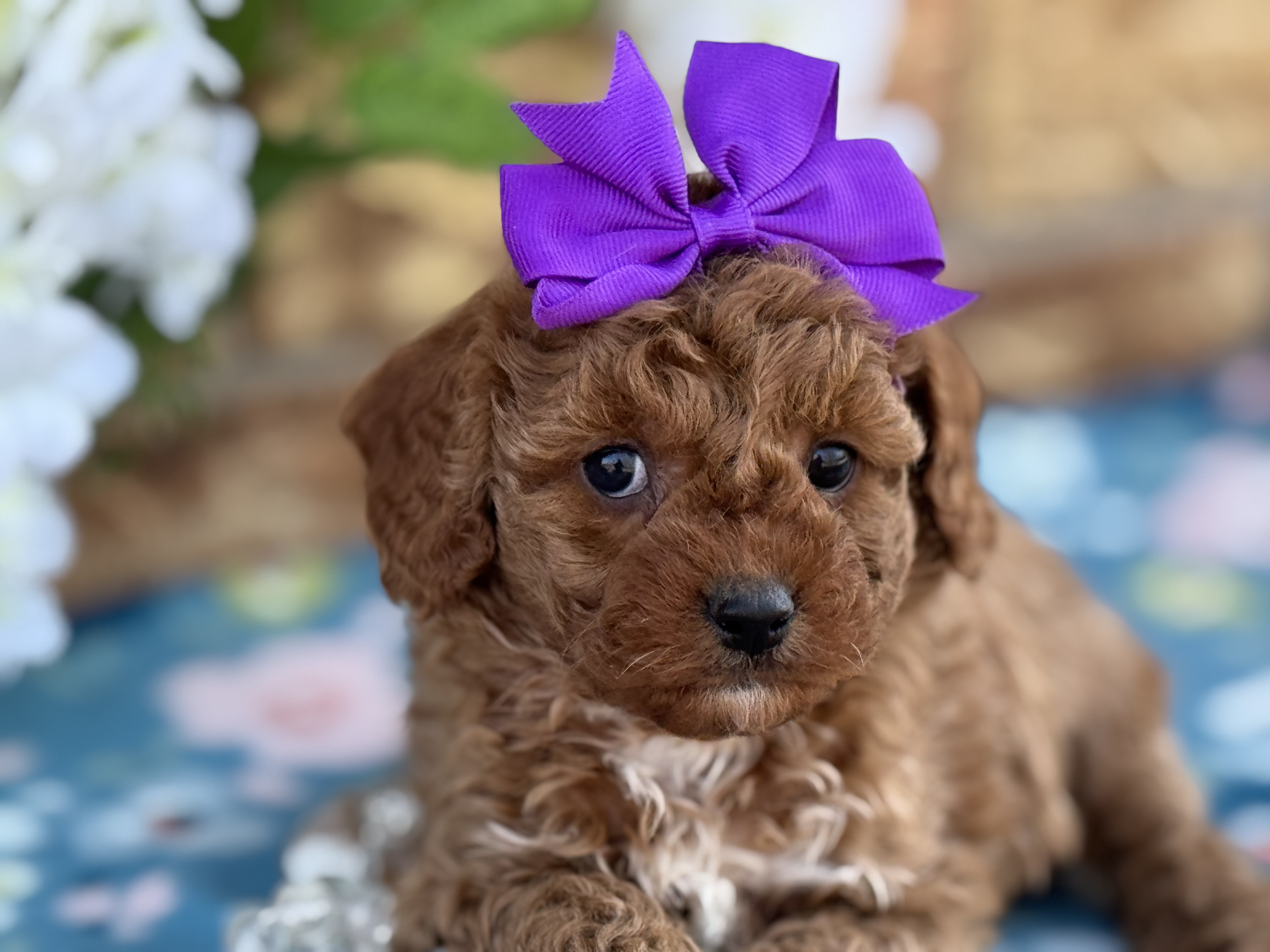Ella