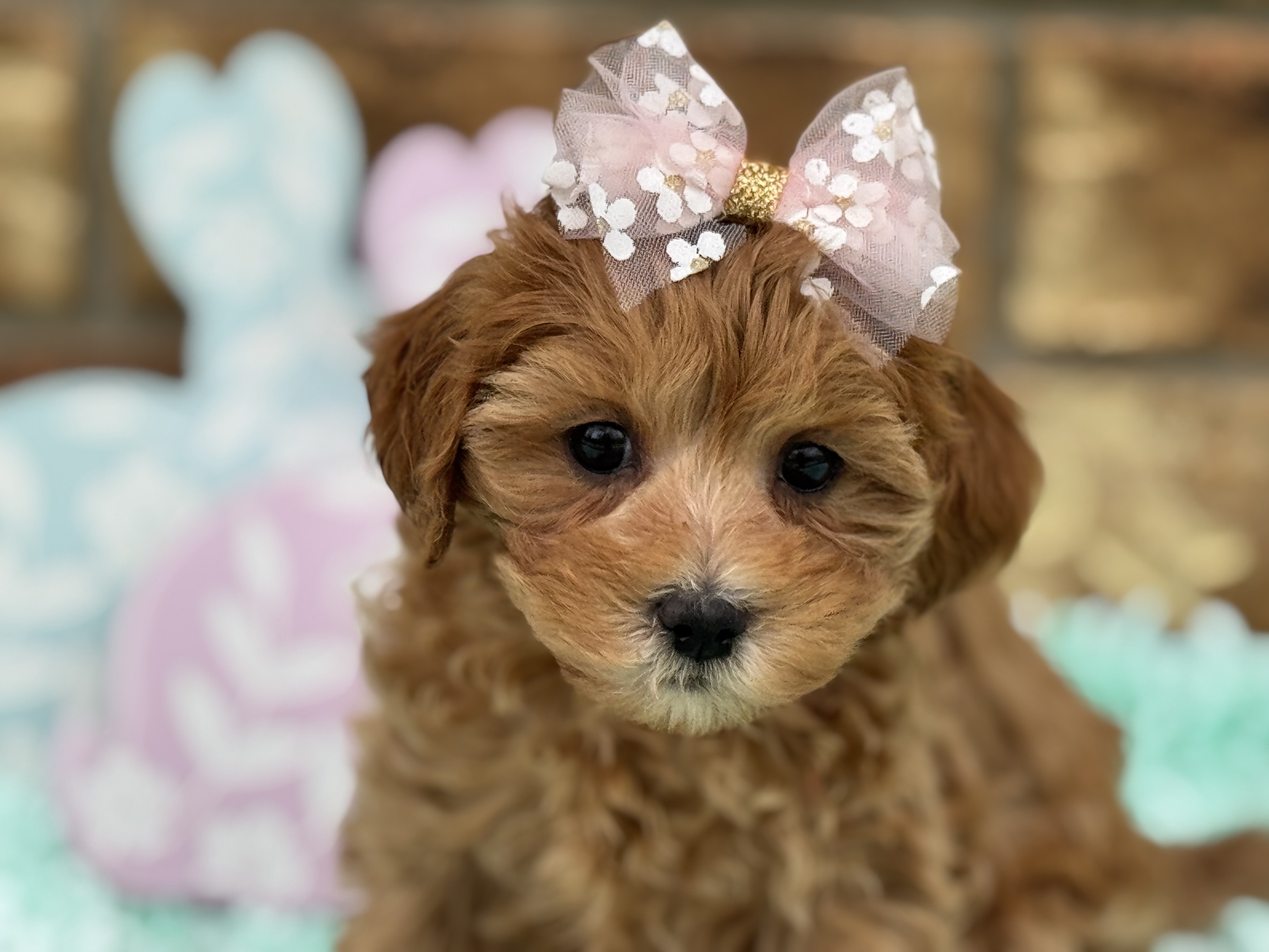 Cachorro Cavapoo listo para un hogar