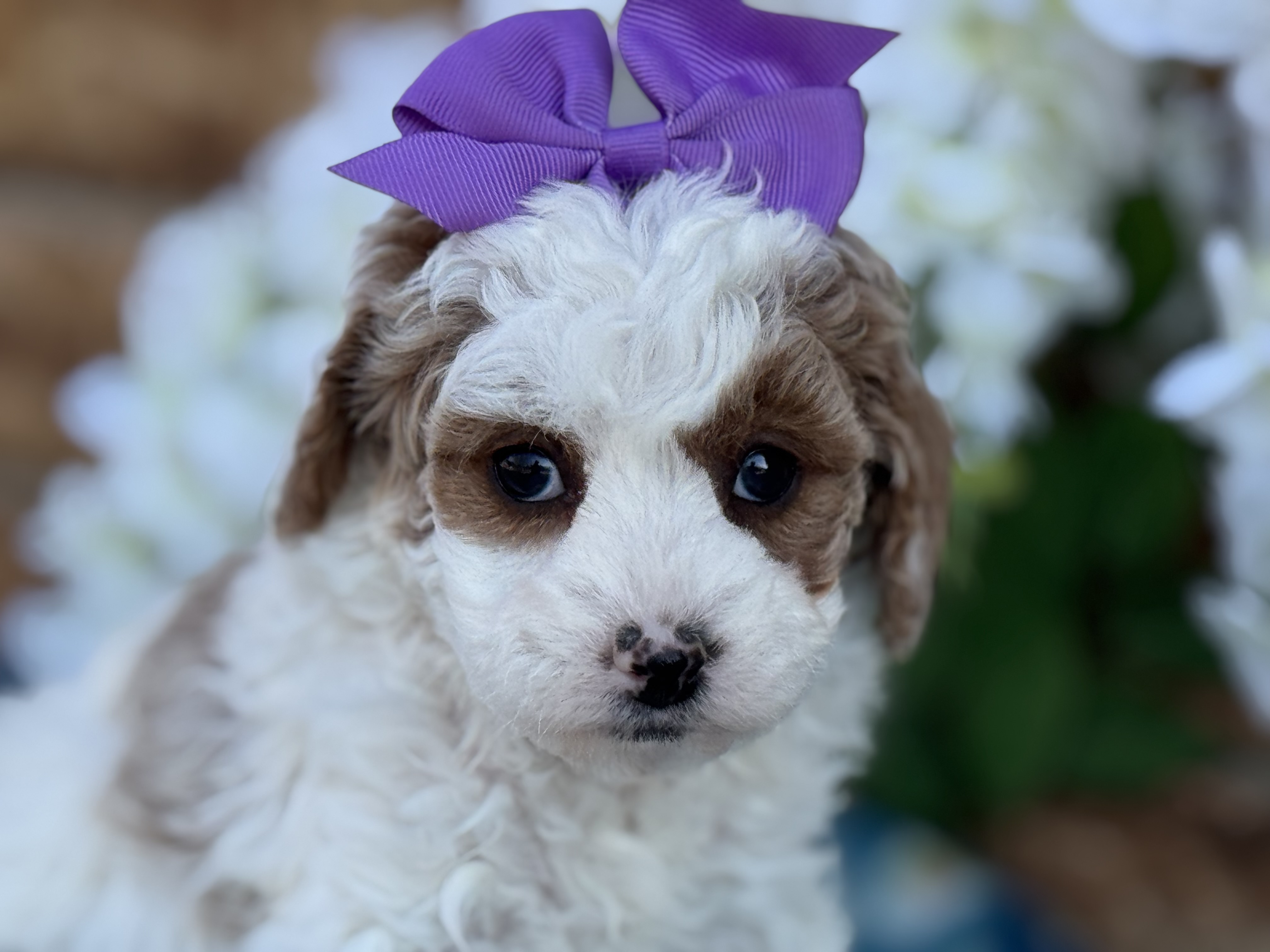 Lulu