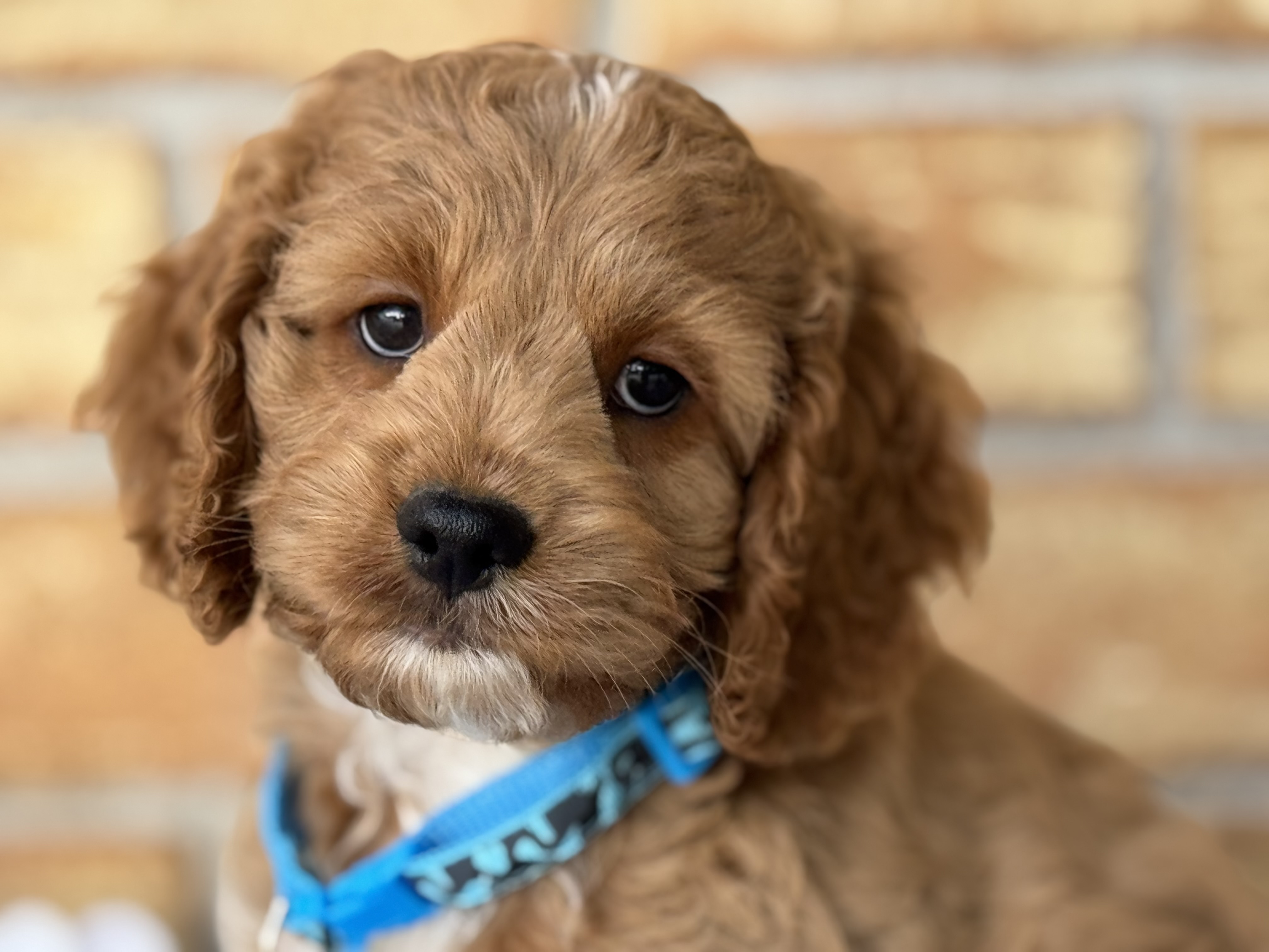 Duke