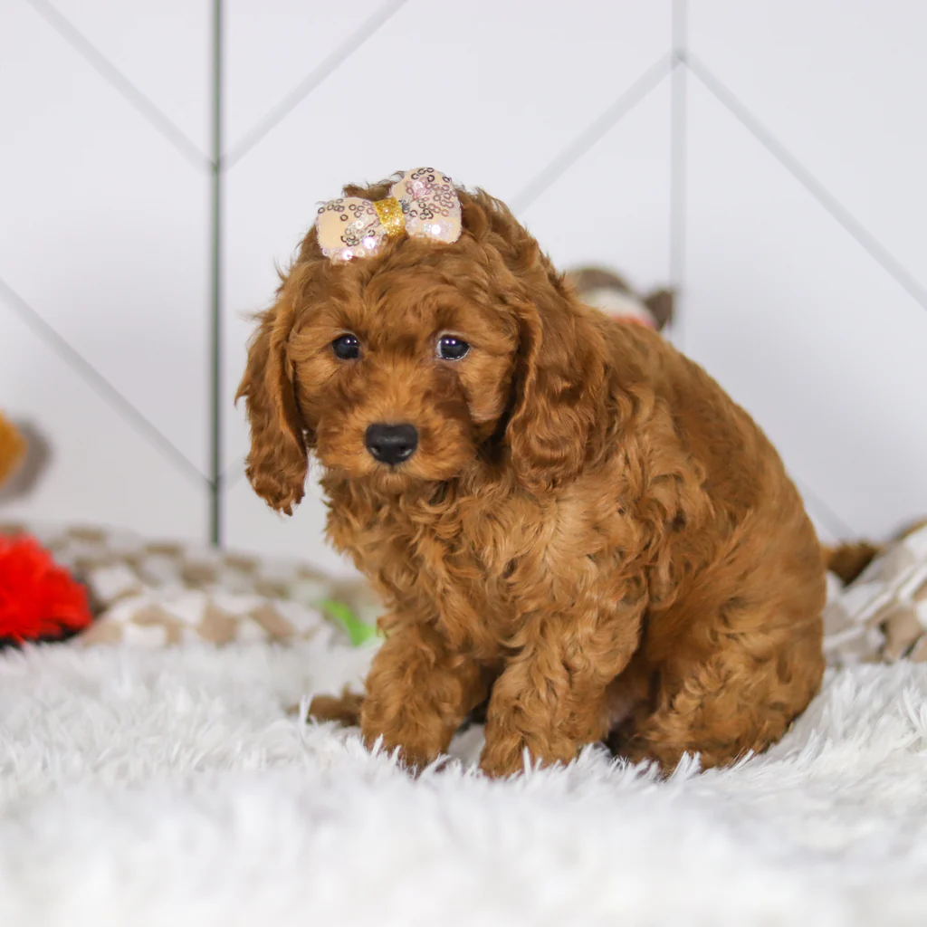 Cockapoo