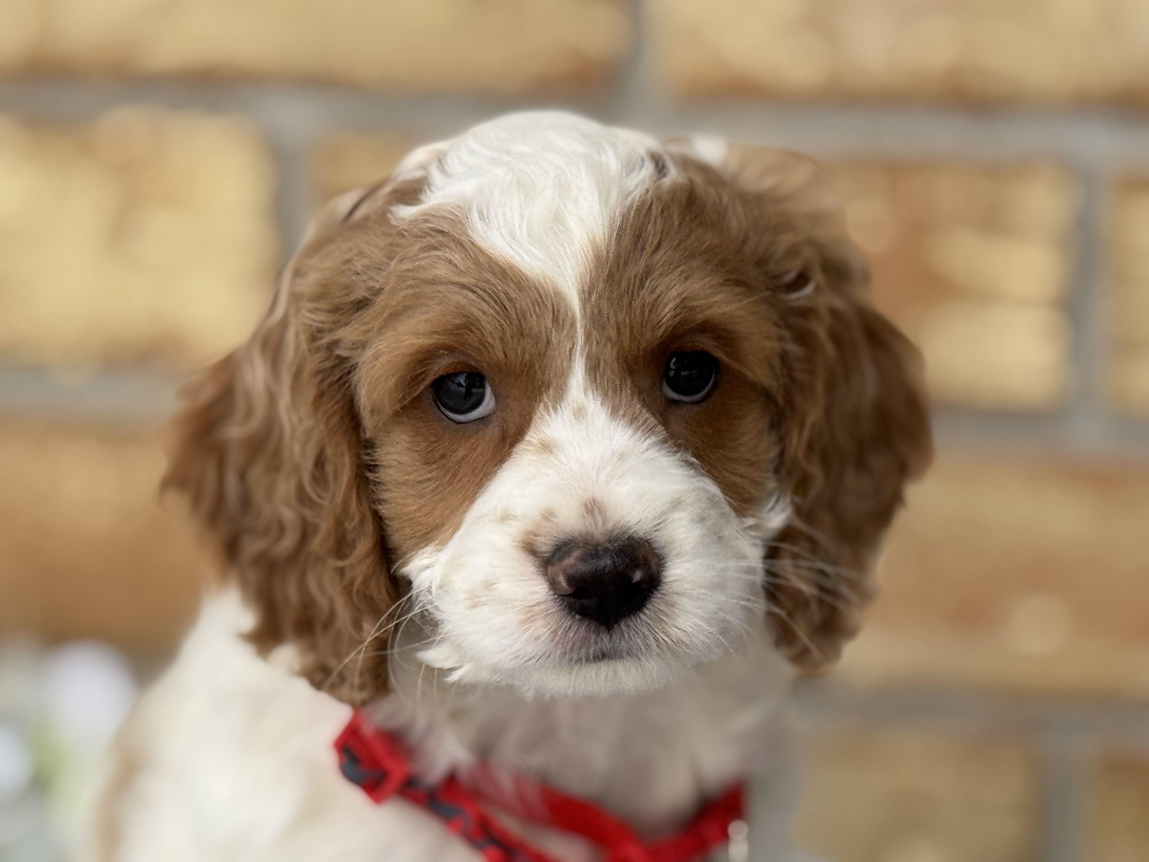 Toby