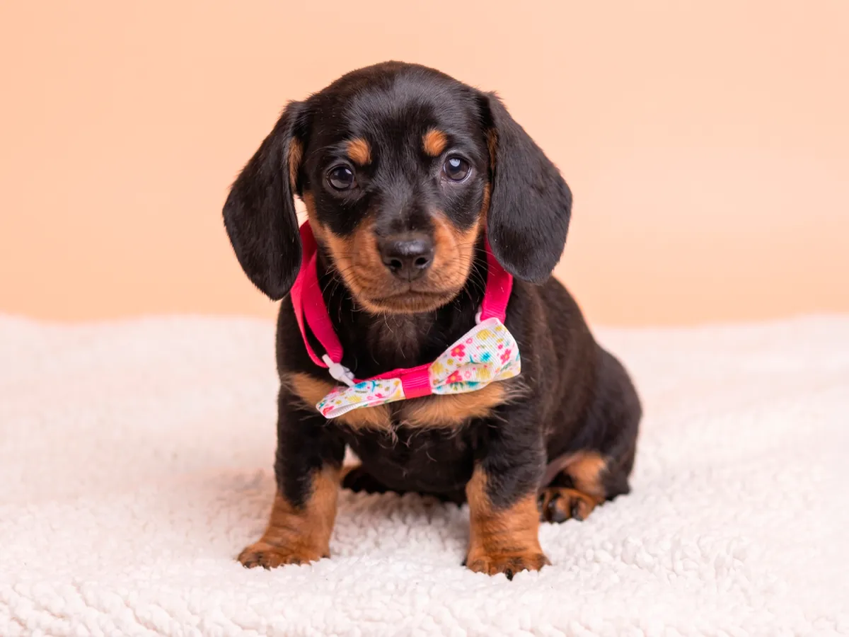 Dachshund (Teckel)