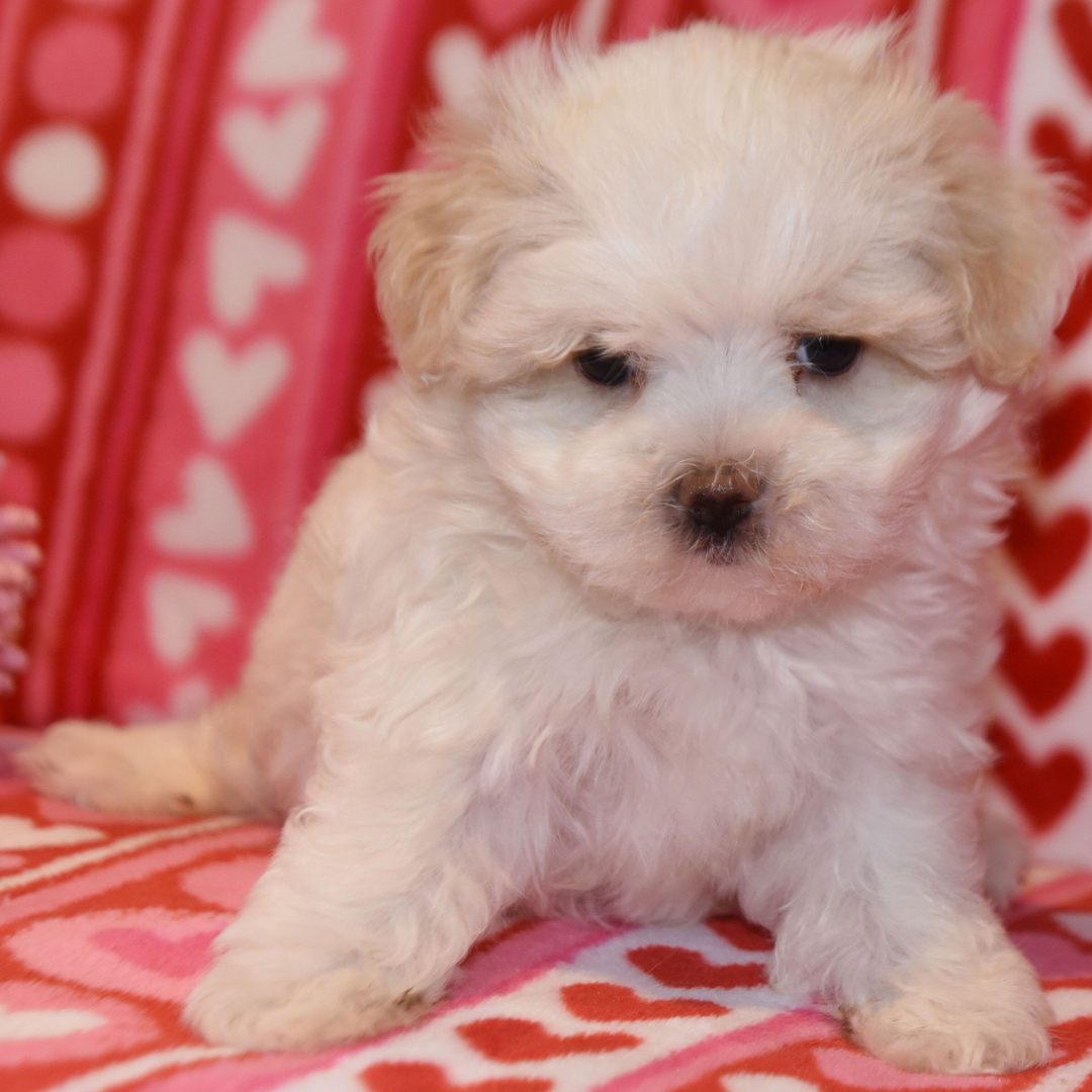 Cachorro Bichón Maltés buscando familia