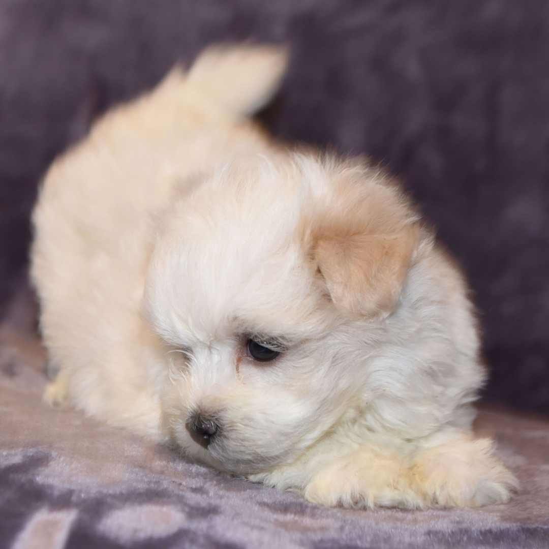 Coco