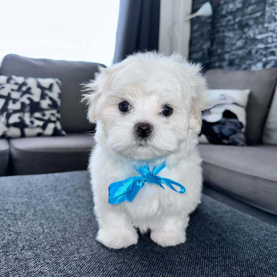 Enzo