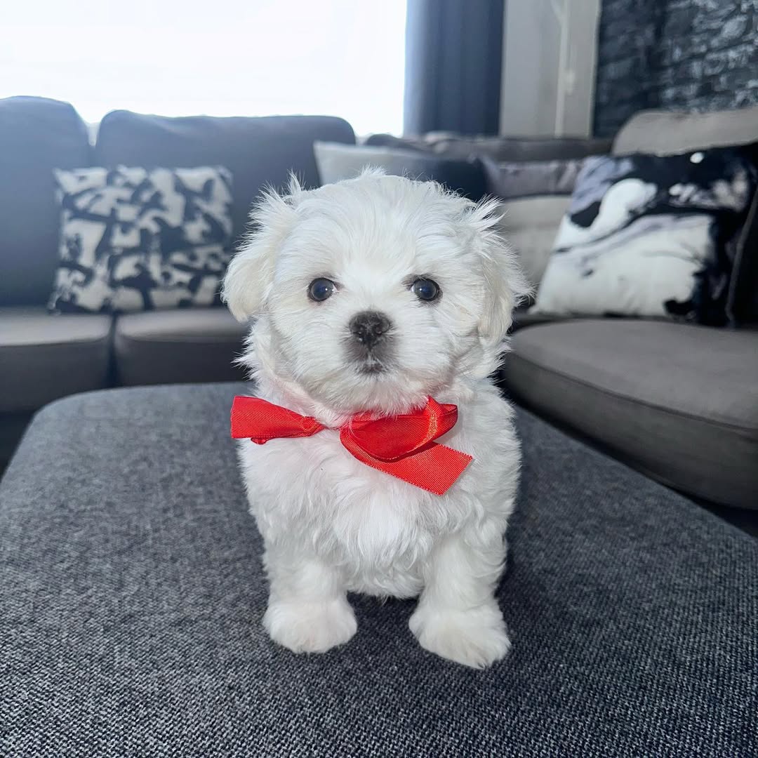 Maverick