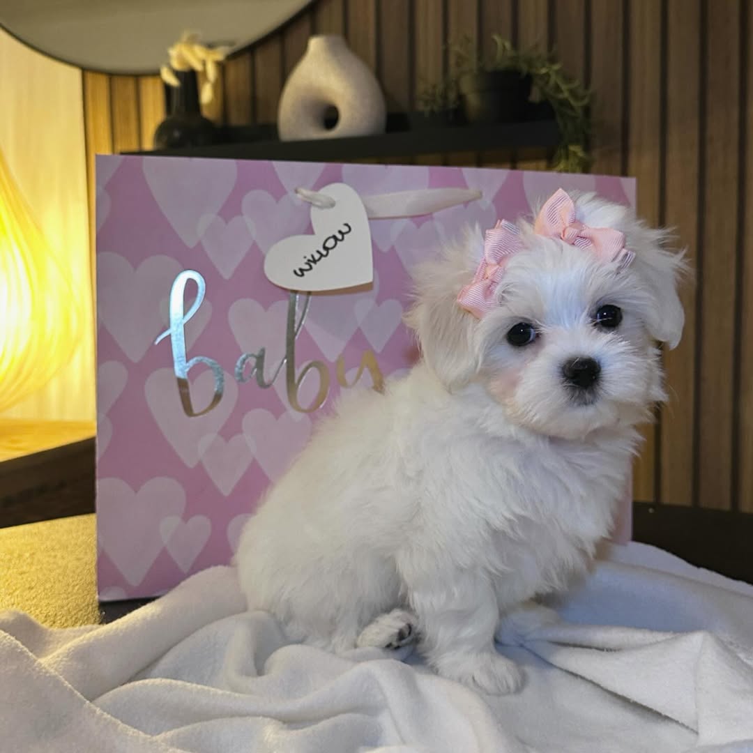 Cachorro Bichón Maltés buscando familia