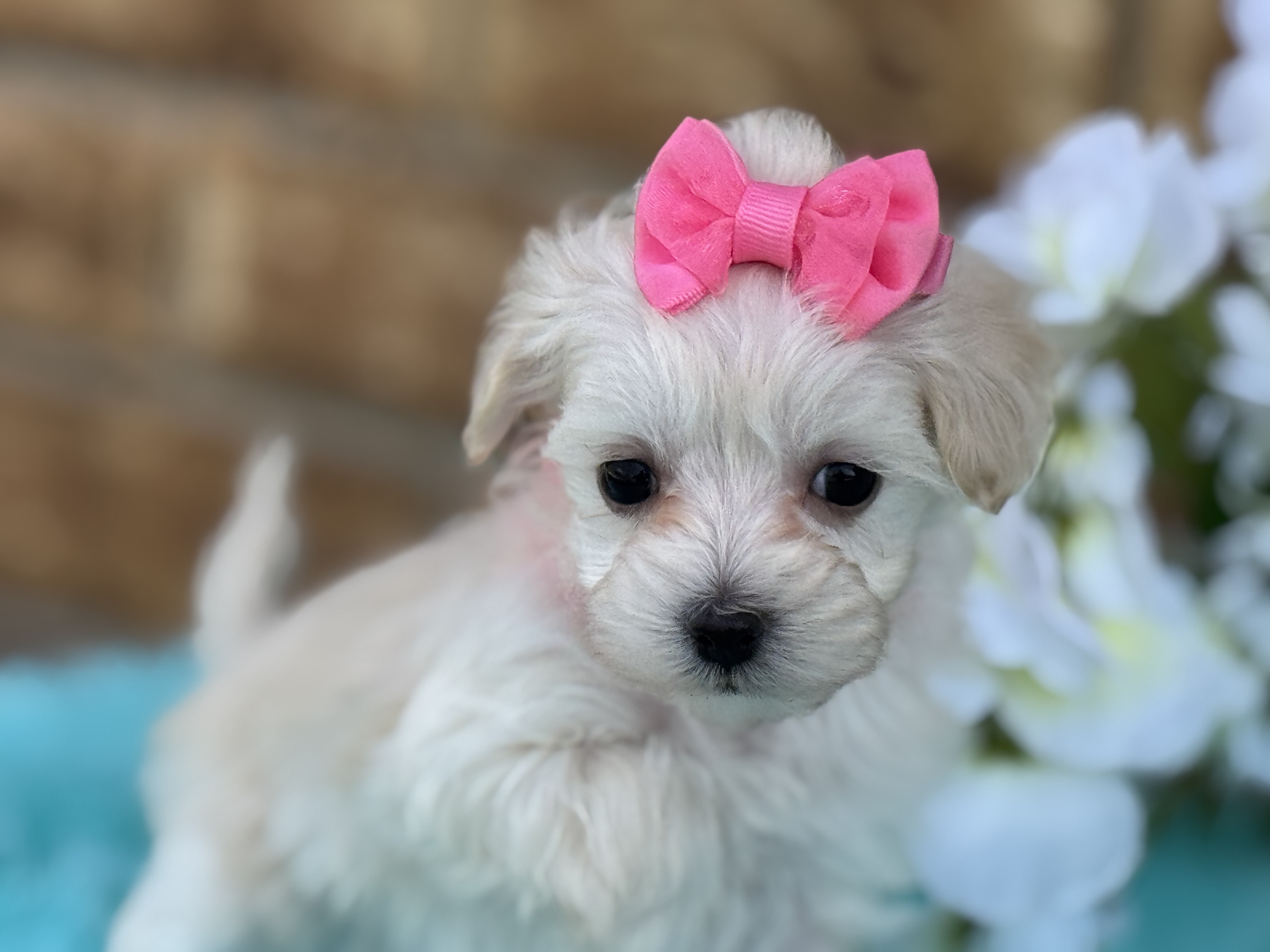 Cachorro Maltipoo de Paula Mini Amigos