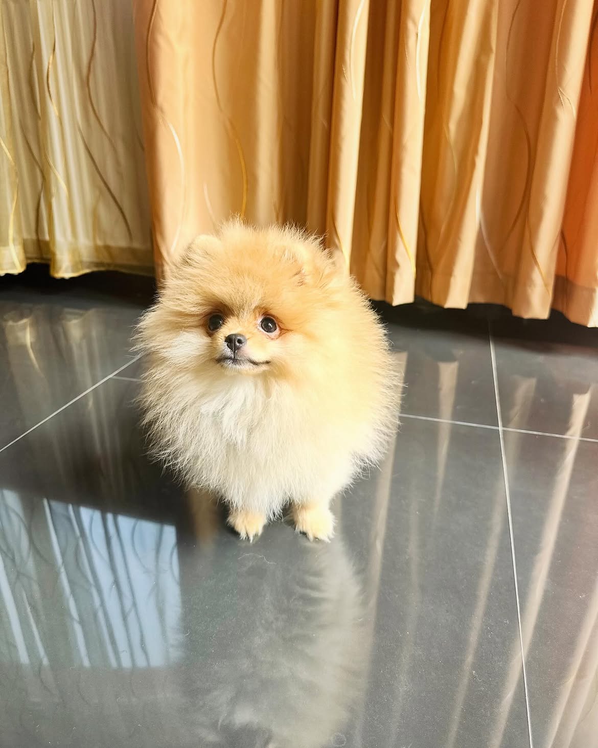 Daisy