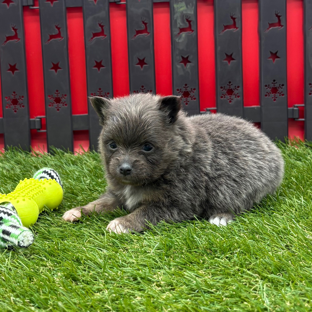 Cachorro Pomerania de Paula Mini Amigos