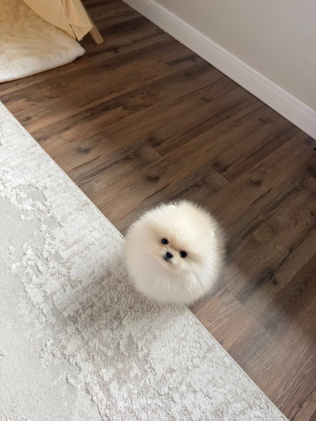 Otto