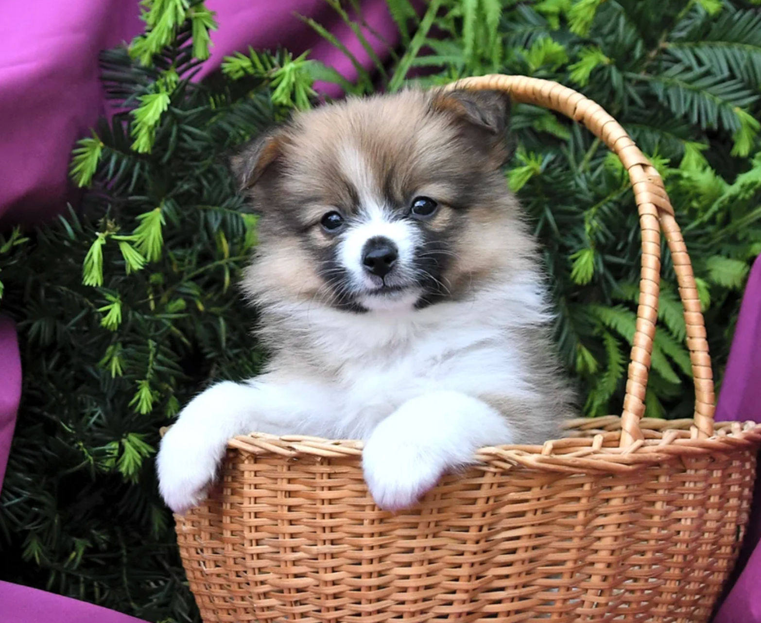 Cachorro Pomerania de Paula Mini Amigos