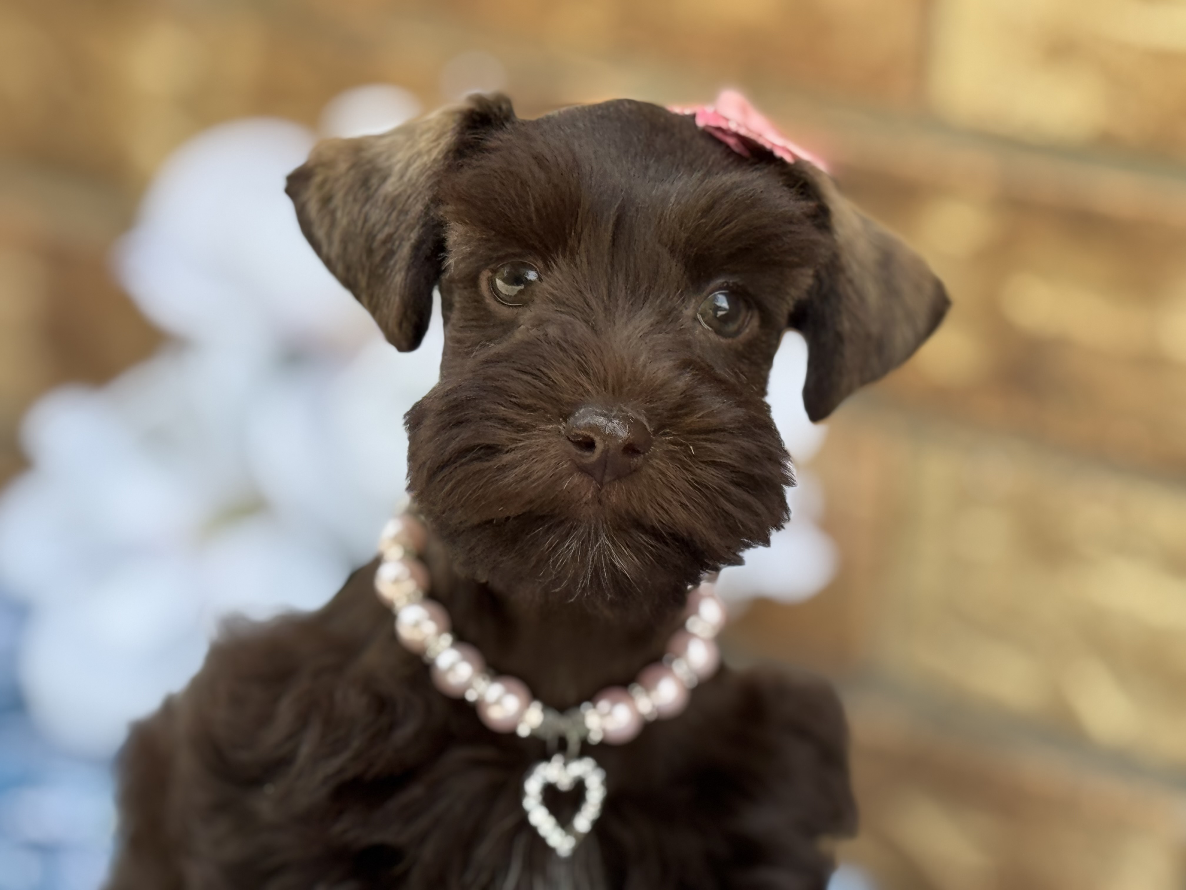 Godiva