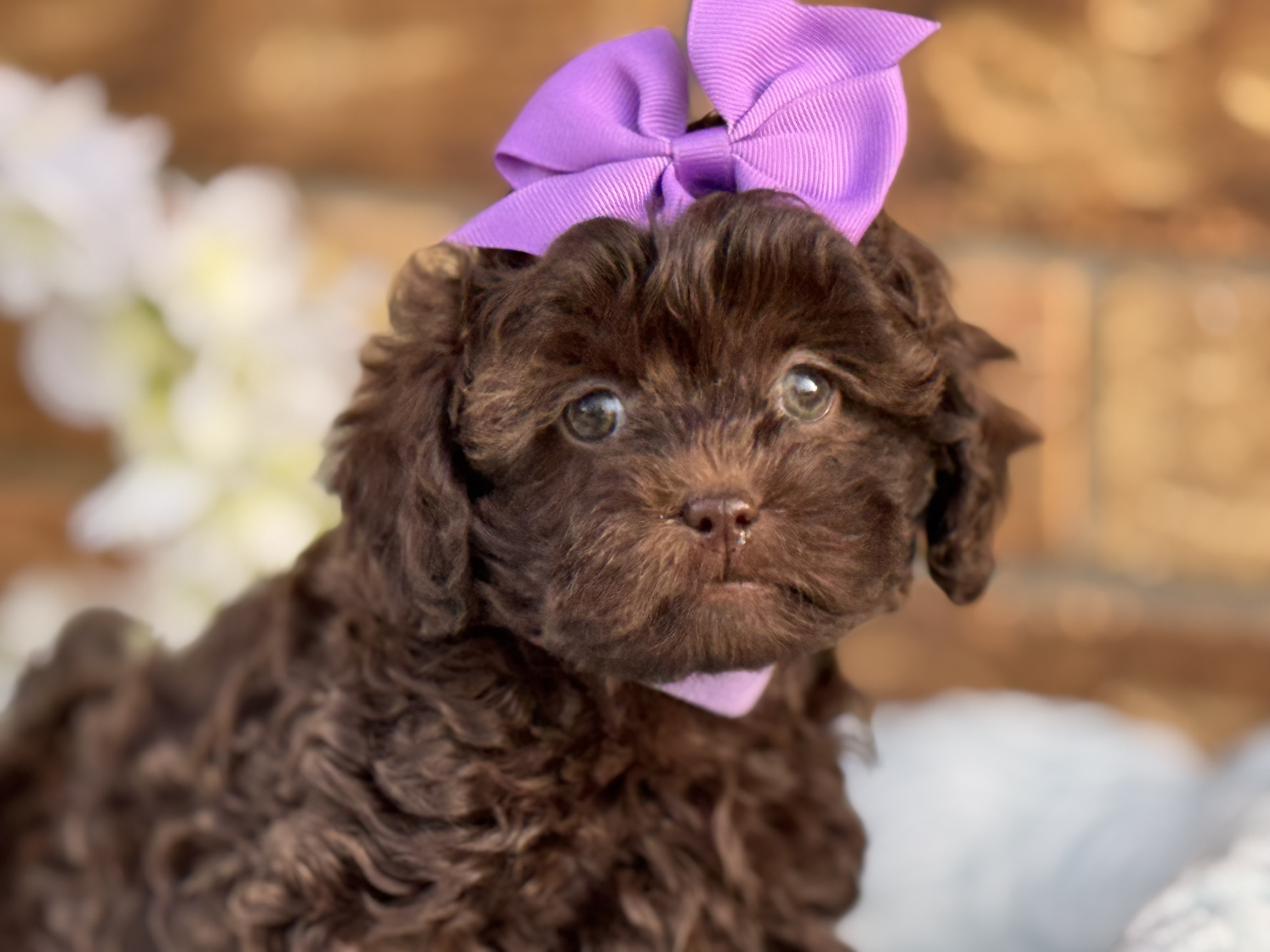 Cachorro Shihpoo adorable