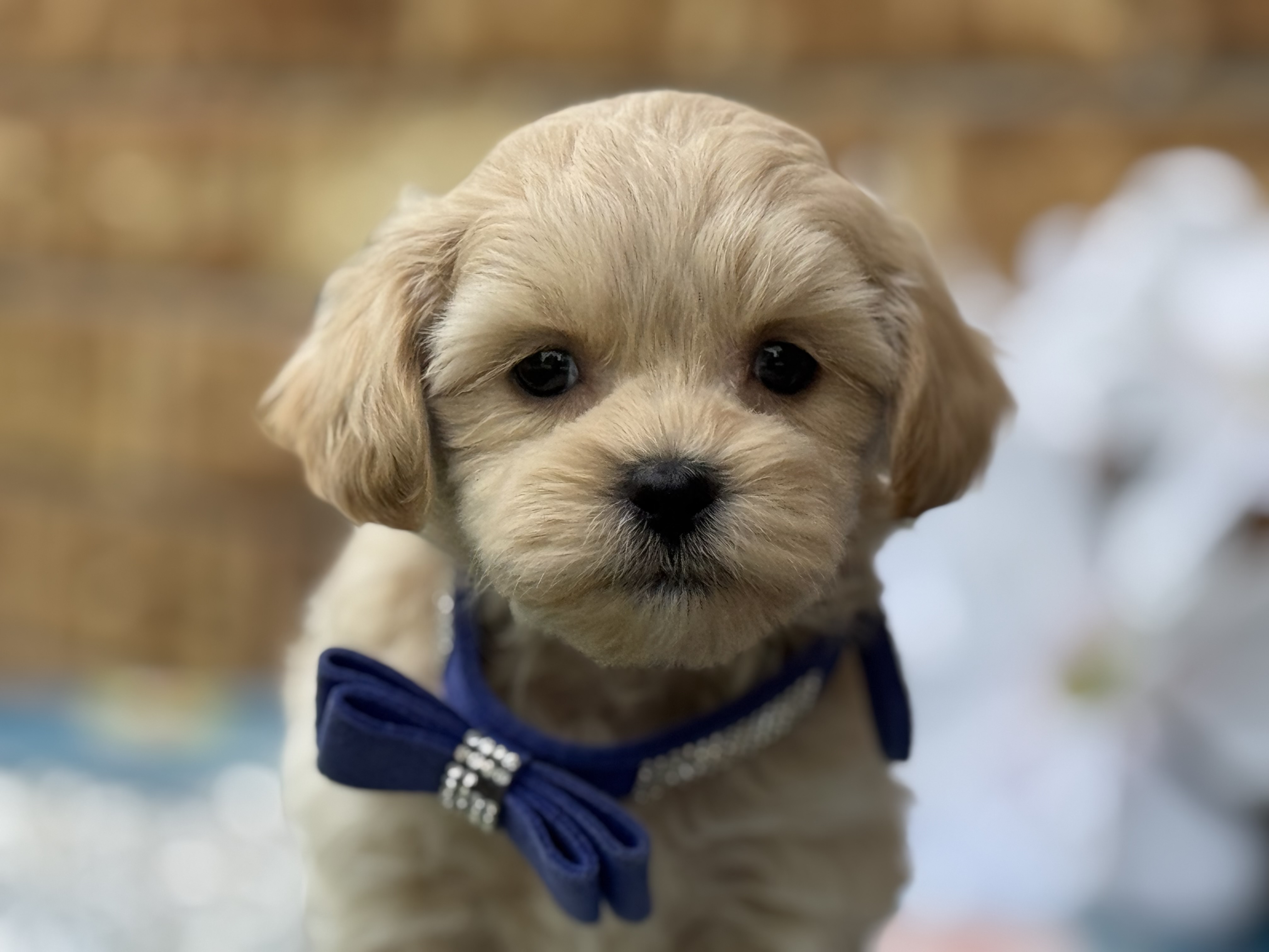 Gus