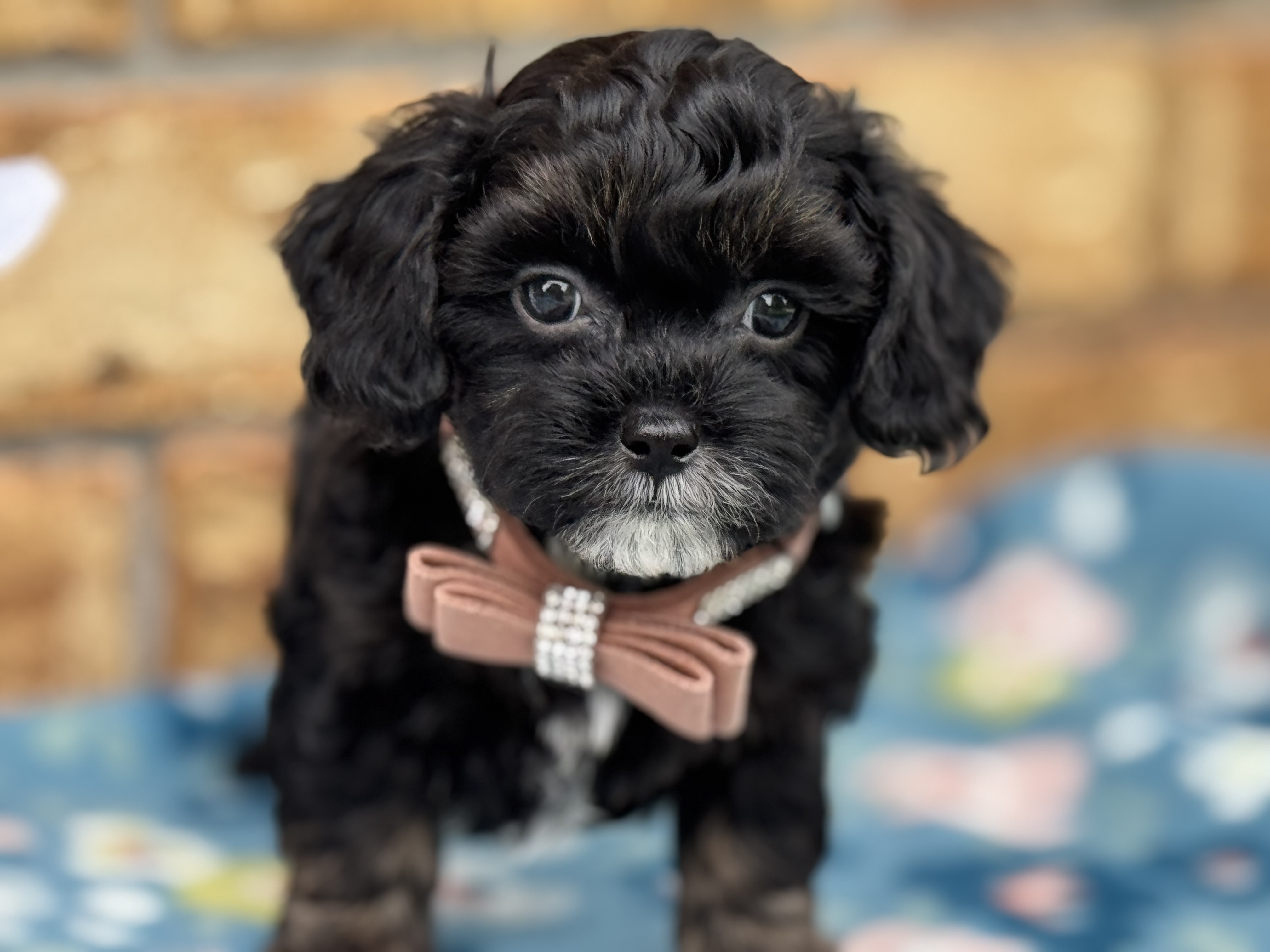 Zeke