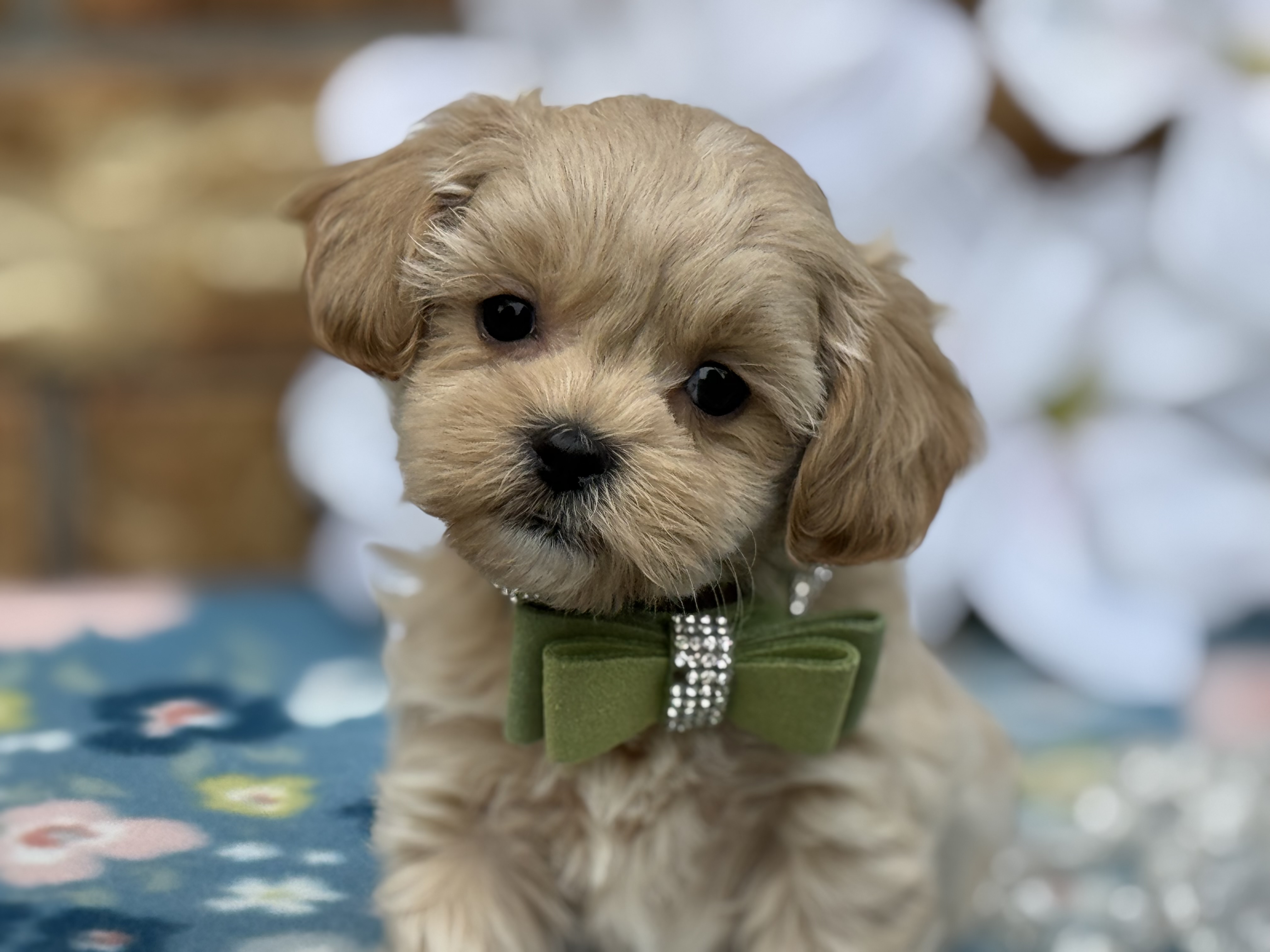 Ziggy