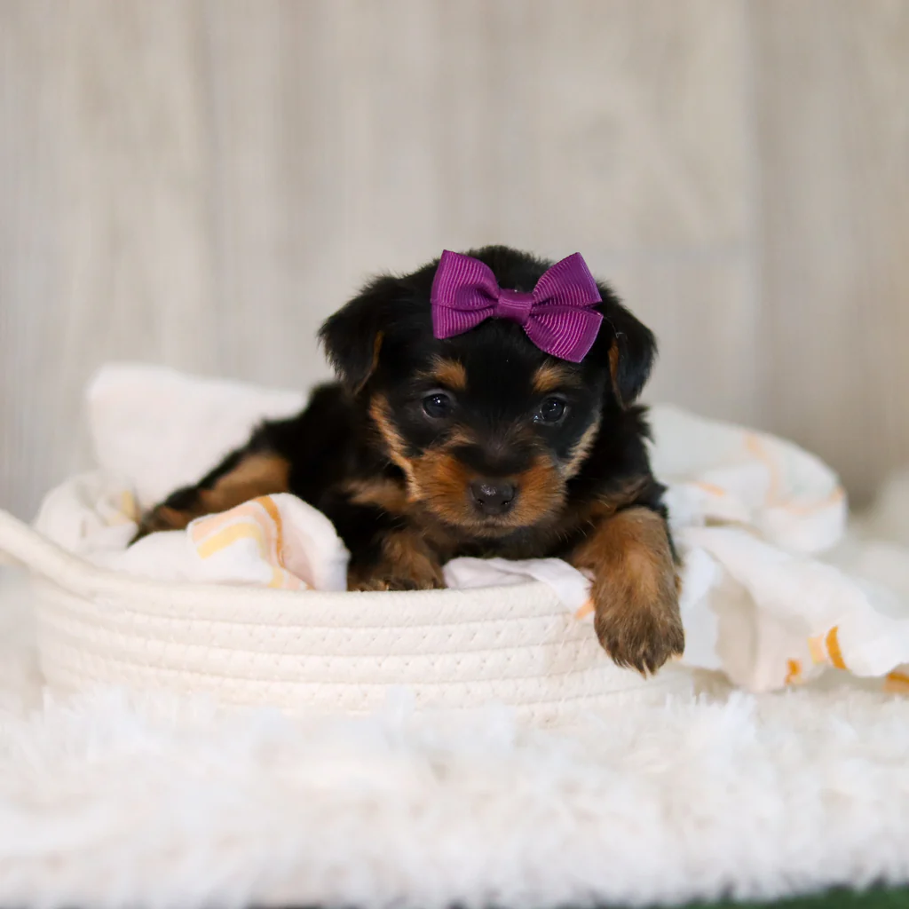 Cachorro Yorkshire Cookie