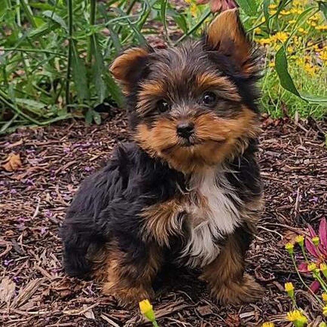 Fredo