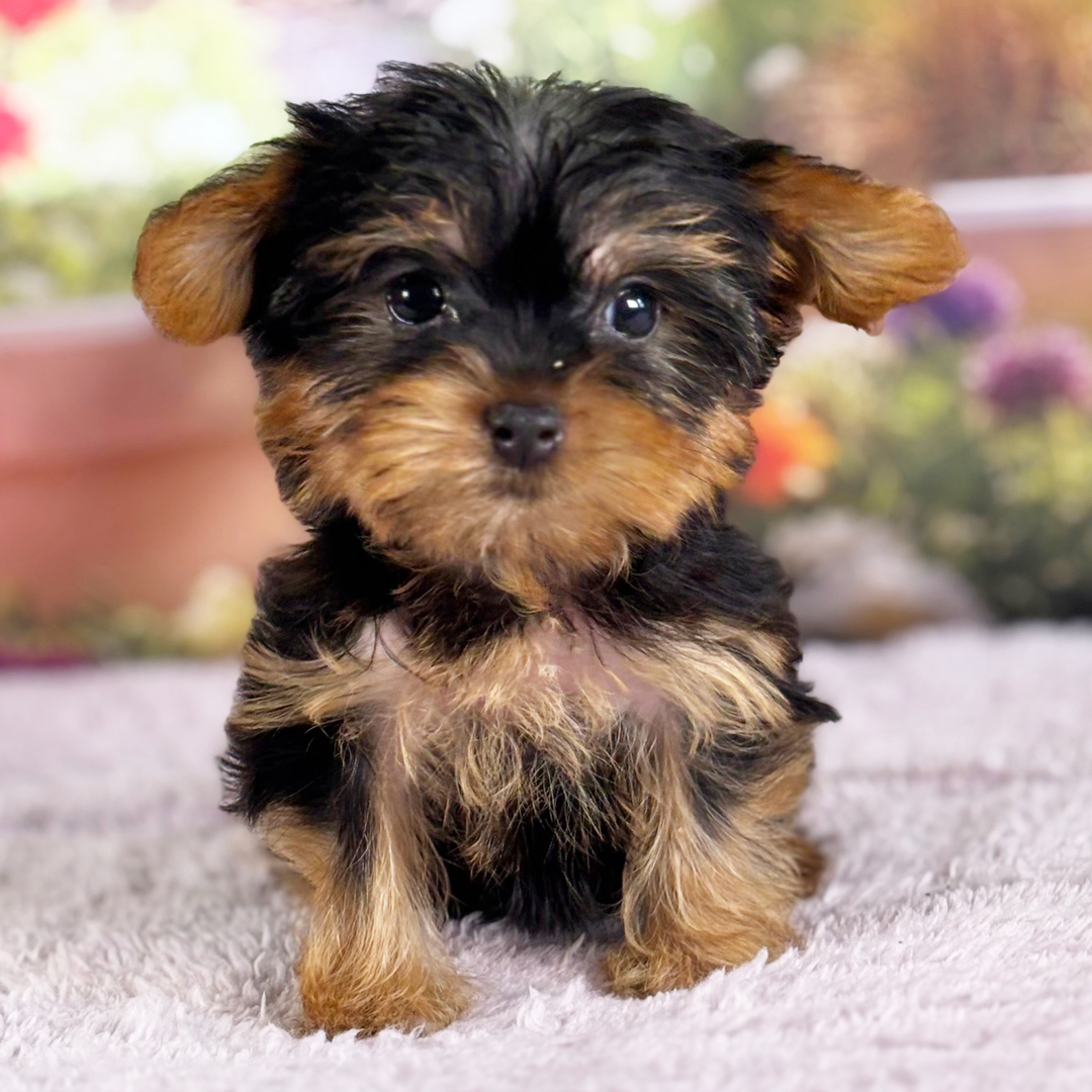 Cachorro Yorkshire Millie