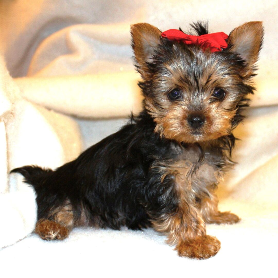 Missy