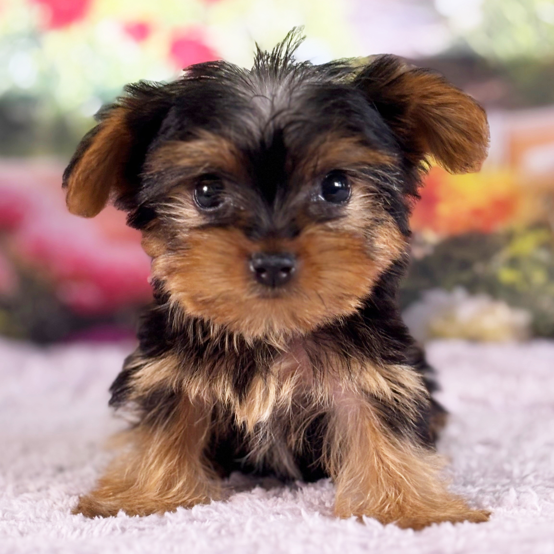 Cachorro Yorkshire Terrier adorable