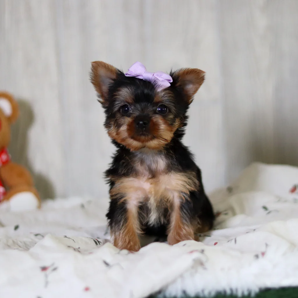 Cachorro Yorkshire Terrier adorable