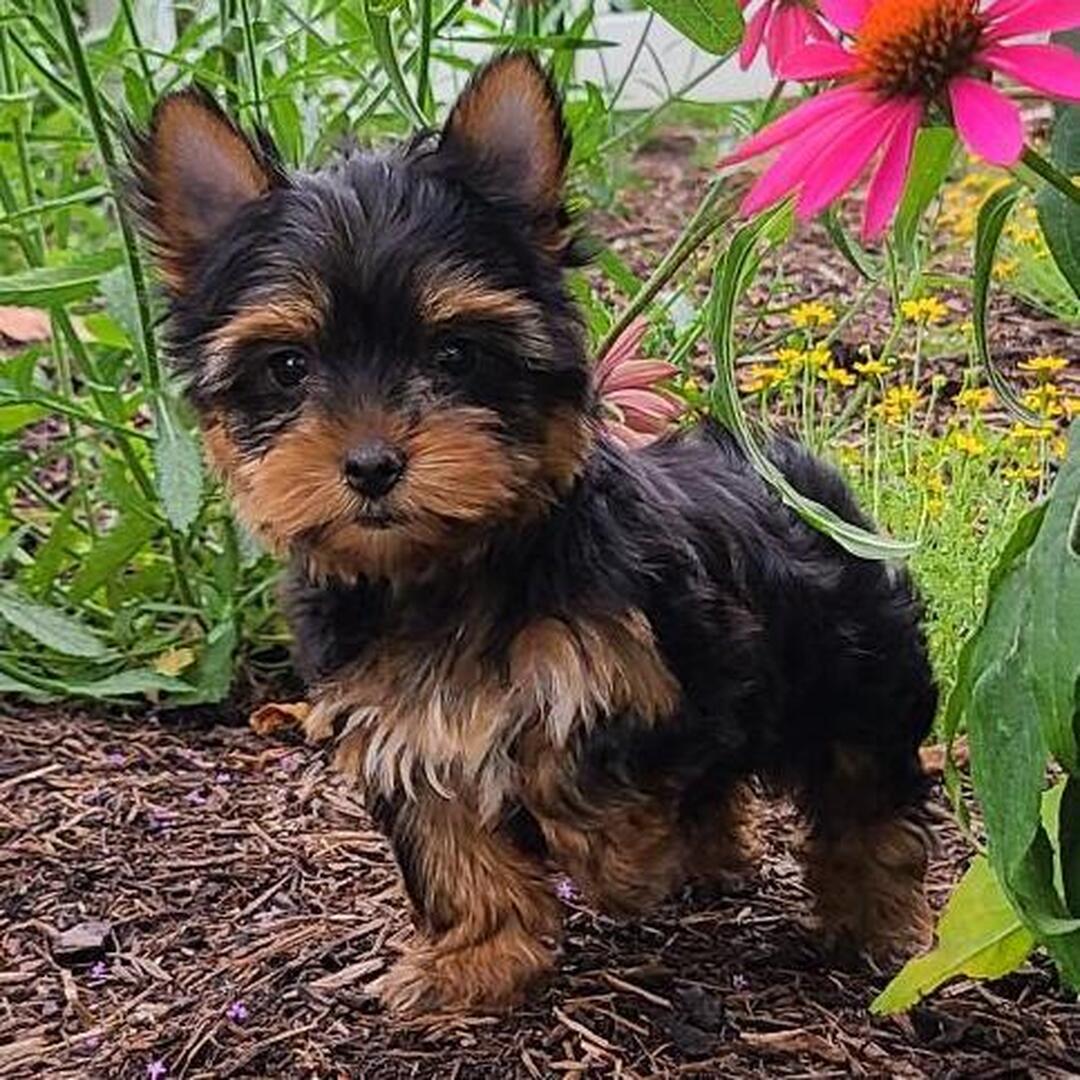 Zoey